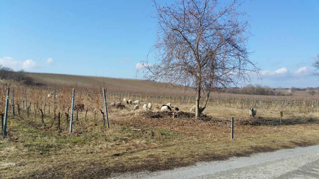 Opatment - das Sukzessive Villa Rust Bagian luar foto